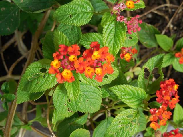 IMG_1057973874200.jpeg image