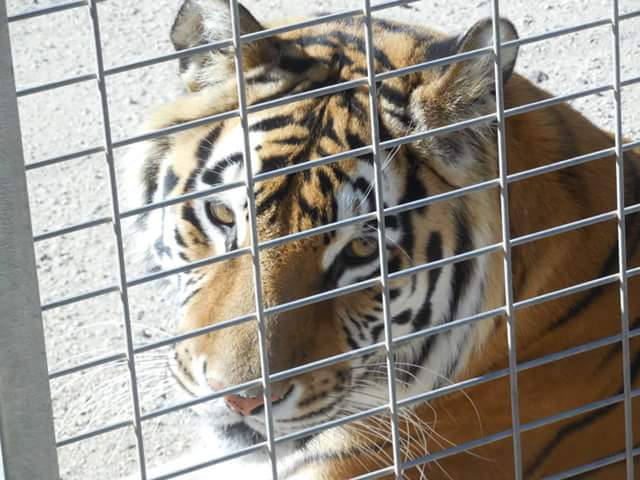 IMG_1090715420832.jpeg image